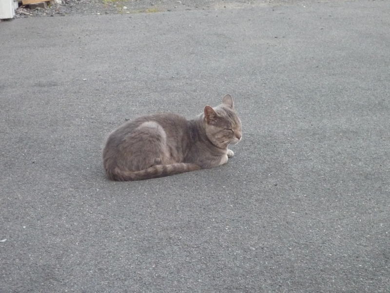 ミルクの身内の猫ちゃん